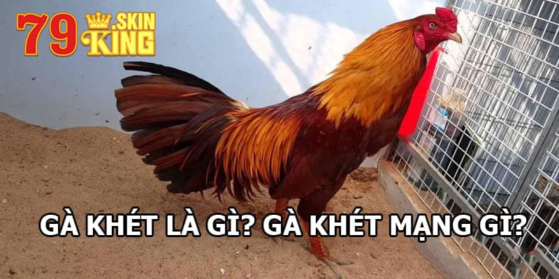 Tìm hiểu gà khét là gì?