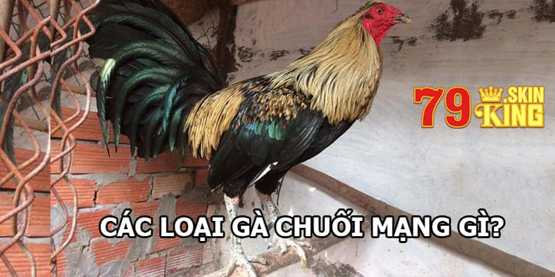 Các loại gà chuối theo mạng