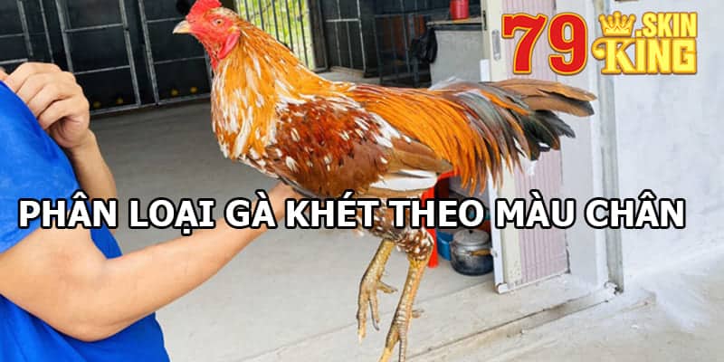 Phân biệt loại theo màu chân của gà khét