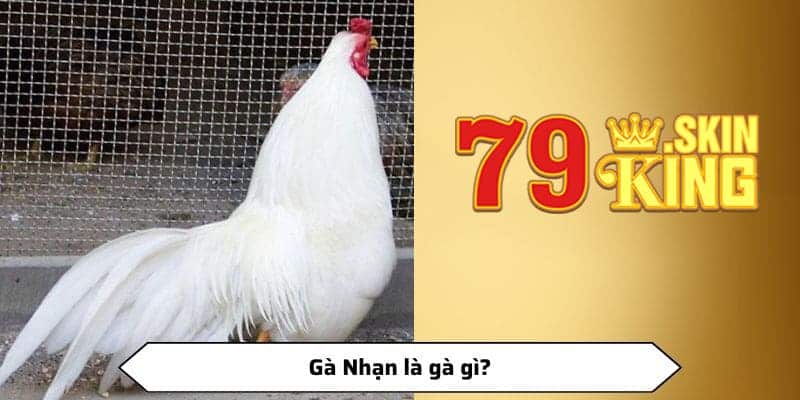 Tìm hiểu gà nhạn là gà gì?