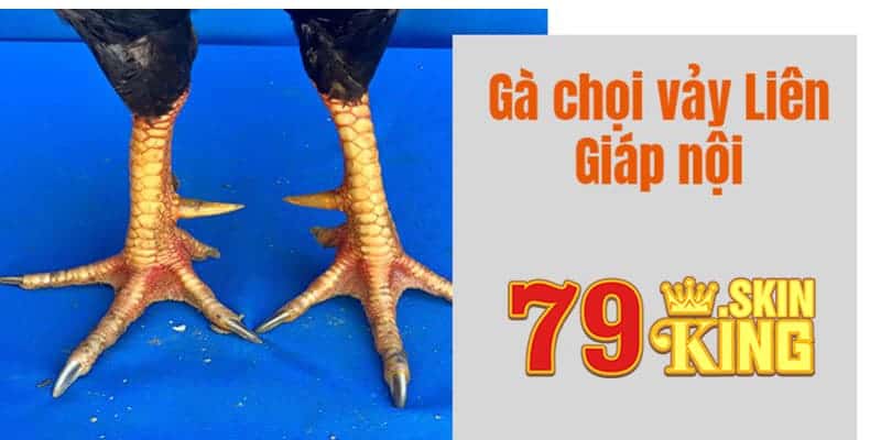 Vảy liên giáp nội