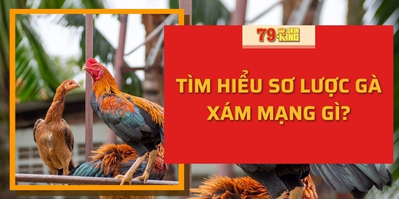 Tìm Hiểu Sơ Lược Gà Xám Mạng Gì?