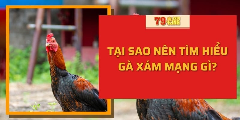 Tại sao nên tìm hiểu gà xám mạng gì?