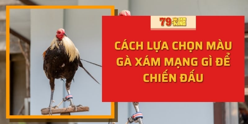 Cách lựa chọn màu gà xám mạng gì để chiến đấu 