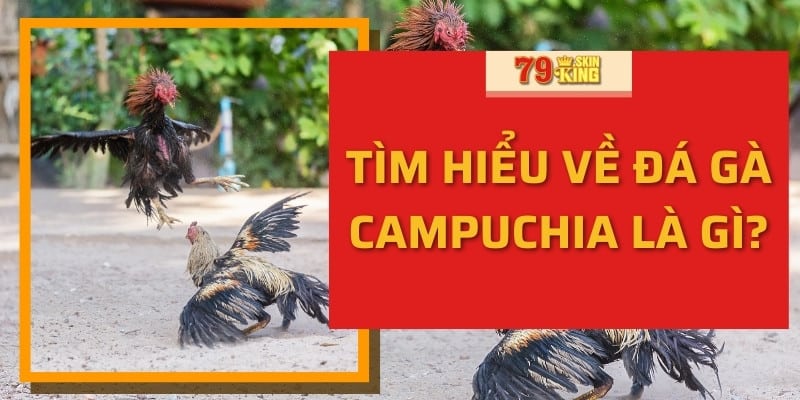 Tìm hiểu về đá gà Campuchia là gì?