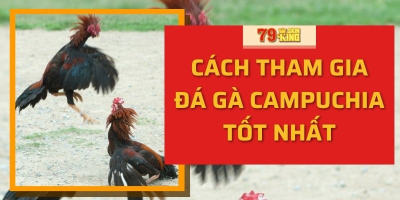 Cách tham gia đá gà campuchia tốt nhất