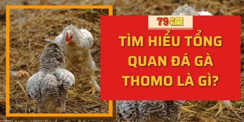 Tìm hiểu đá gà thomo là gì?