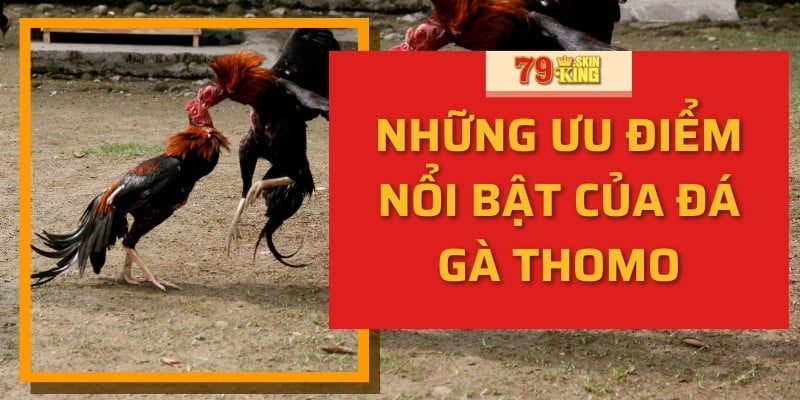 Những ưu điểm nổi bật của đá gà thomo