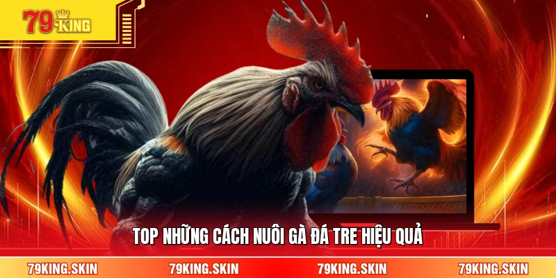 Top những cách nuôi gà đá tre hiệu quả